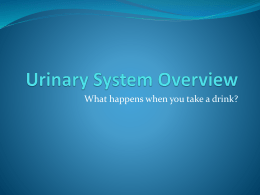 Complete Urinary System Pathway