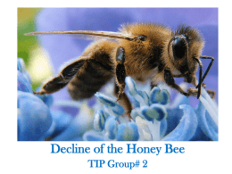 Honey Bee Notes Powerpoint - CBio-TipGr2-2012