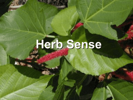 Herb Sense - Food and Health Communications