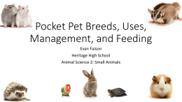 Pocket Pet Breeds, Uses, Management, and Feeding