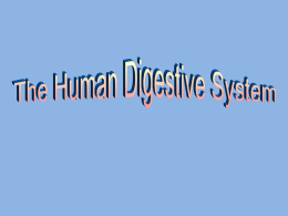 PowerPoint Presentation - The Human Digestive