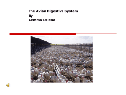 Avian Digestive System - CYF MEDICAL DISTRIBUTION