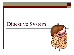 Digestive System - Ms. Montalbano's 7th grade Science