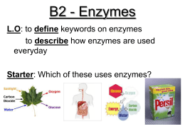 B2 - Enzymes