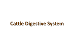 Cattle Digestive System