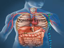 Digestive System - Lemoore Elementary School