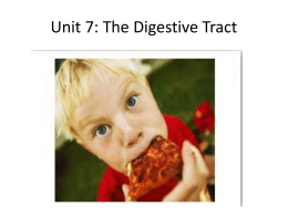 Unit 7: The Digestive Tract