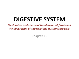 DIGESTIVE SYSTEM Mechanical and chemical breakdown of