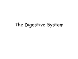 The Digestive System - Dr. Annette M. Parrott