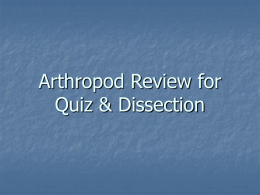 Arthropod Review for Quiz & Dissection