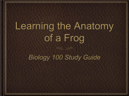 Learning the Anatomy of a Frog