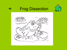 Frog Dissection - Henry County Public Schools
