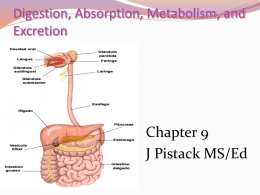 Digestion, Absorption, Metabolism, and Excretion