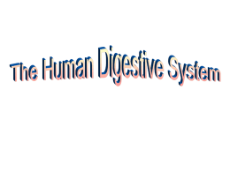 The Human Digestive System - Dayton Independent Schools