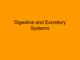 Digestive, Excretory, Circulatory Systems