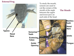 Frog-Dissection