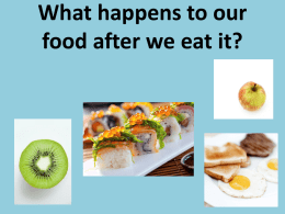 What happens to our food after we eat it? Step 1