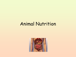 Animal Nutrition - Falmouth Schools