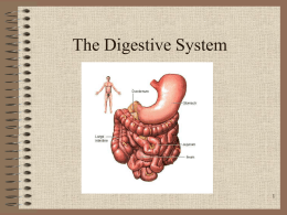 Digestive System - Effingham County Schools