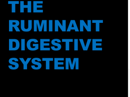 The Ruminant Digestive System