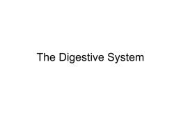 The Digestive System - Bibb County Schools