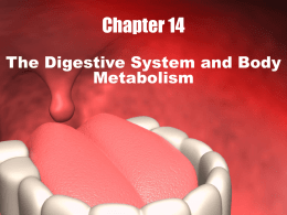 Chapter 14 - Digestive