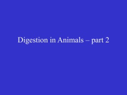 Digestion in Animals – part 2