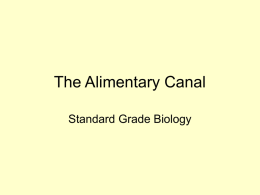 Alimentary Canal - World of Teaching