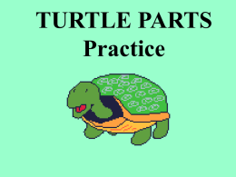 Turtle parts - local.brookings.k12.sd.us