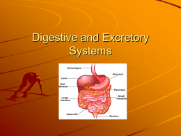 Digestive and Excretory Systems