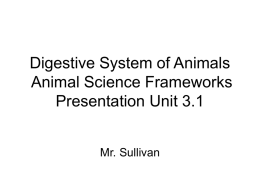 Digestive System of Animals