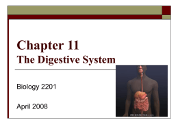 Chapter 11 – Digestive System ()