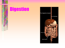 Digestion And Absorption