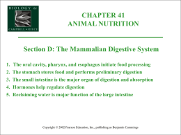 41C The Mammalian Digestive System