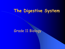Introduction to the Digestive System