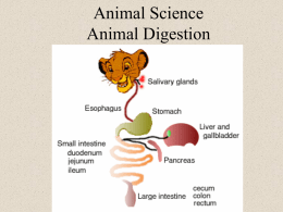 Digestive Systems 2
