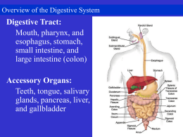 Digestive-2404digestivesystem12-04-06-1-
