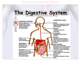 The Digestive System The Digestive System: Function