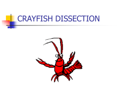 crayfish dissection - local.brookings.k12.sd.us