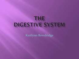 Digestive system project