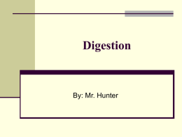 Digestion - johunter