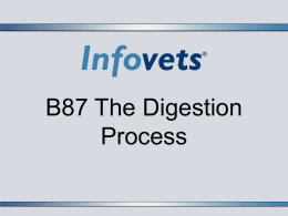 Digestion Process PowerPoint