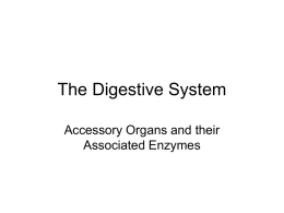 SBI3U_04_03_Digestive Accessory Organs