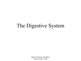 General anatomy of Digestive system
