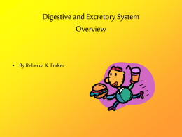 Digestive System - Teacher Bulletin