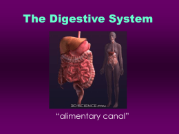 Digestive Anatomy