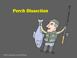 Dissection perch