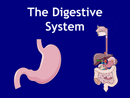 The Digestive System - Willoughby