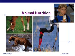 Animal Nutrition - Explore Biology