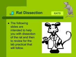 Rat Dissection Review